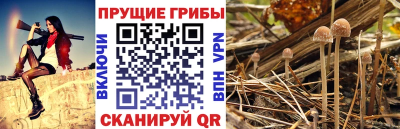 наркота  Электросталь  MEGA зеркало  Псилоцибиновые грибы мицелий 